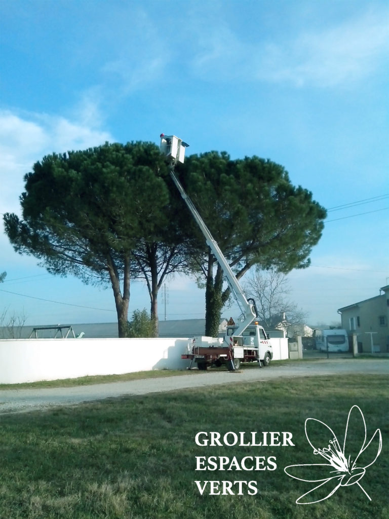 Grollier Espaces Verts
Traitement : échenillage