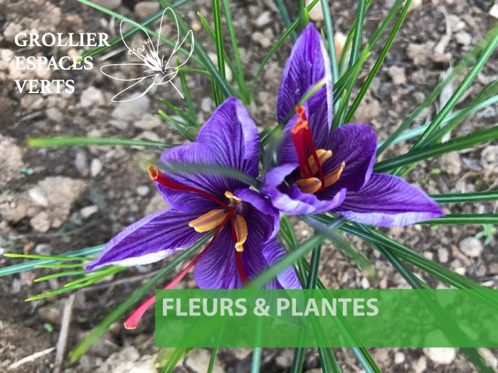 Grollier Espaces Verts - Plantes et fleurs